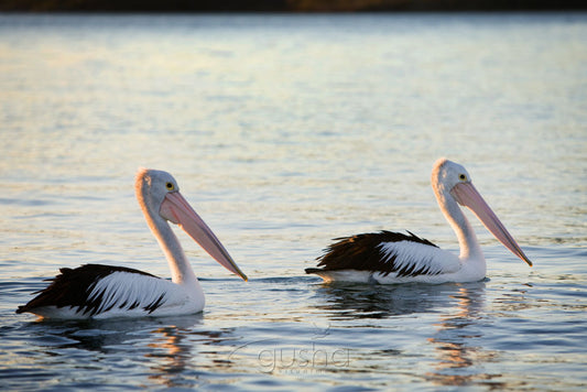 Photo of Pelicans PS1131 - Gusha
