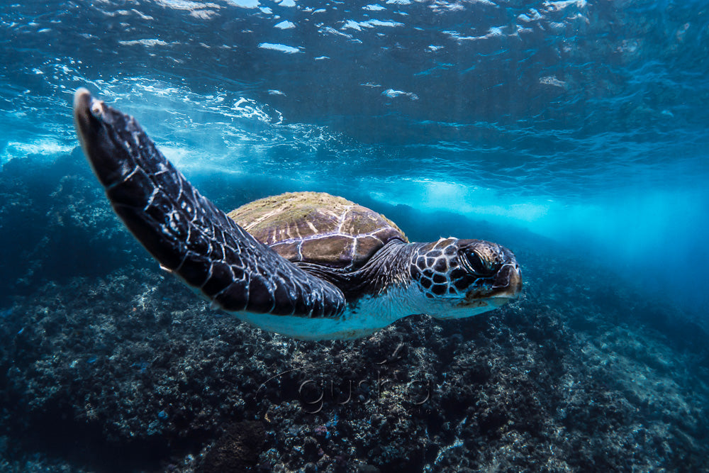 Free to Glide photo