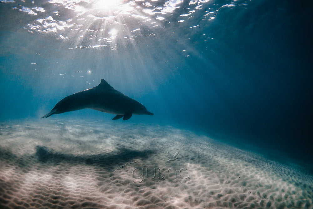 Morning swim photo