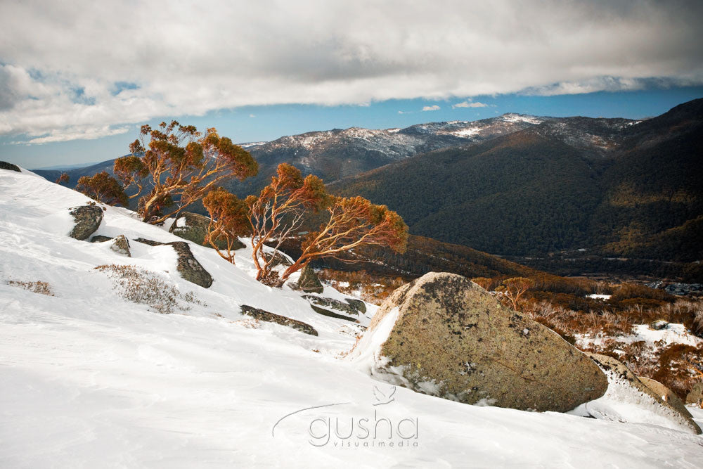 Photo of Thredbo SN2409 - Gusha