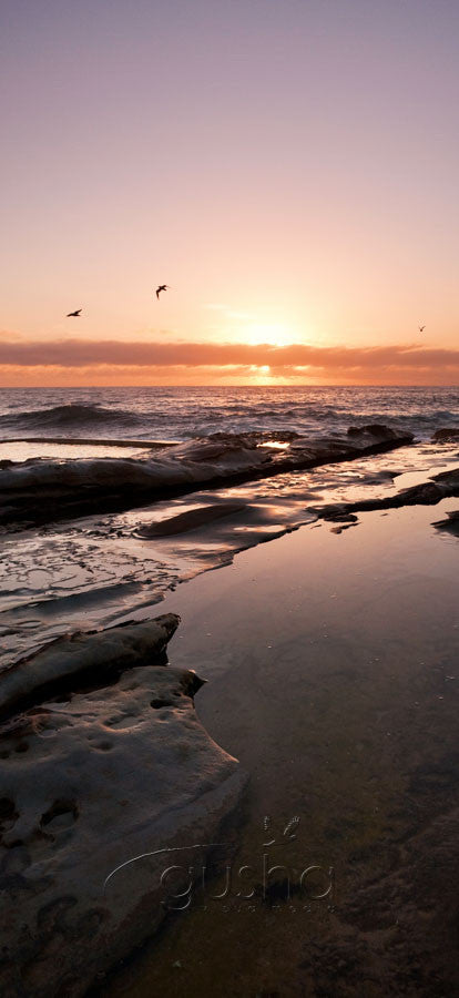 Photo of Dee Why SYD1169 - Gusha
