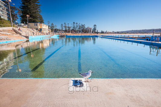 A photo of a young inquisitive seagull at the edge of Dee Why Pool in Sydney, Australia.